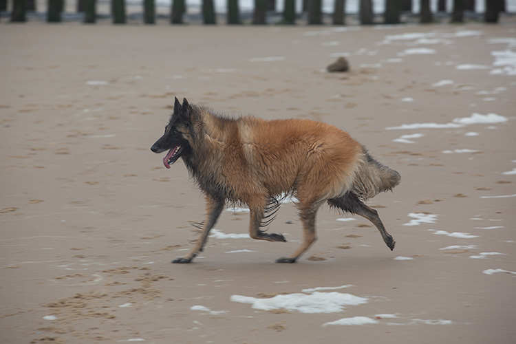 Wandeling Zoutelanden